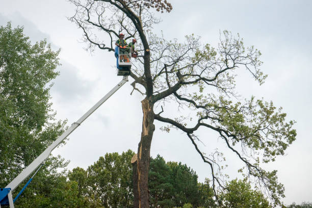 Carey, OH Tree Care Company